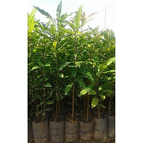 Cây lộc vừng hoa đỏ, cây cao 40-50cm