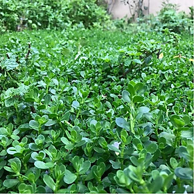 Hạt giống Rau đắng bò đất VTP150
