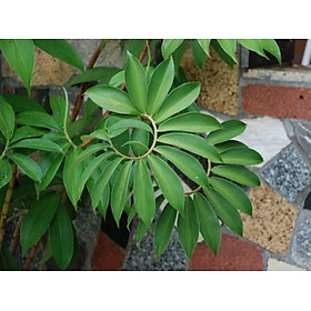 Cây mía dò - Cây cát lồi
