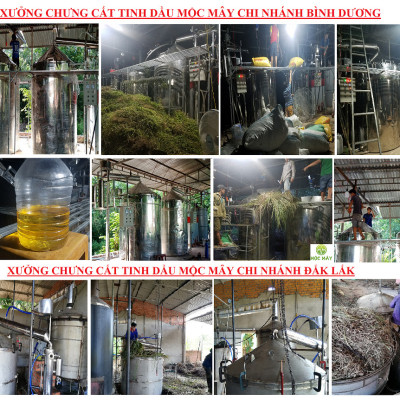 Tinh dầu Bạch Đàn Chanh 10ml Mộc Mây - tinh dầu thiên nhiên nguyên chất 100% - chất lượng và mùi hương vượt trội - Có kiểm định