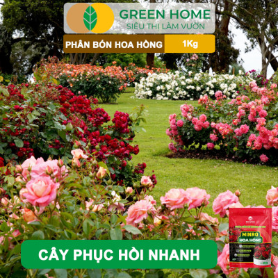 Phân Bón Hoa Hồng GreenHome, Minro, Bao 1kg, Hữu Cơ, Bung Chồi, Mượt Lá, Hoa Nhiều, Bền Hoa