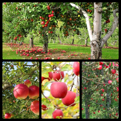 Tinh dầu Táo 100ml Mộc Mây - tinh dầu thiên nhiên nguyên chất 100% - chất lượng và mùi hương vượt trội - Có kiểm định