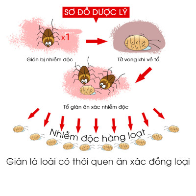 Combo 5 hộp viên diệt gián sinh học AMB, thuốc diệt gián Đức hiệu quả nhanh chóng, an toàn sức khỏe, hộp 8 viên