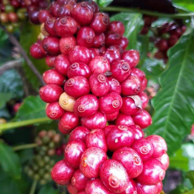 Cafe Bột - Rang Mộc Nguyên Chất Arabica và robusta Hảo hạn - A An Coffee