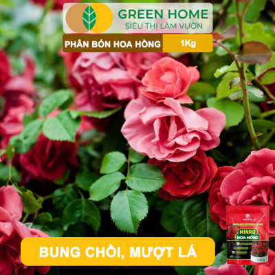 Phân Bón Hoa Hồng GreenHome, Minro, Bao 1kg, Hữu Cơ, Bung Chồi, Mượt Lá, Hoa Nhiều, Bền Hoa
