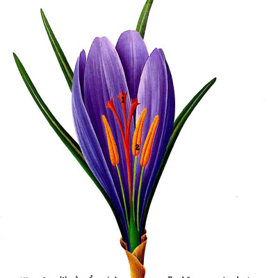 Những Khám Phá Đầu Tiên Của Tớ: Hoa