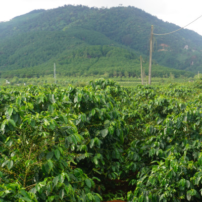 Cà Phê Nguyên Chất Baka - Moka (Bì 500g)
