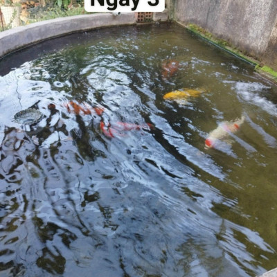 Đèn UV 30W Sterilization King Bóng Kép cao cấp, diệt tảo, diệt khuẩn cho bể cá, hồ cá, hồ thủy sinh siêu sạch ( Trắng) 