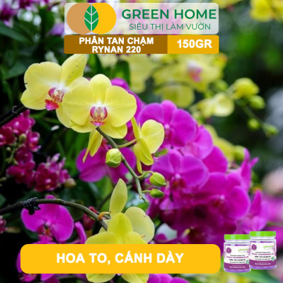 Phân Tan Chậm Greenhome, Rynan 220, Hũ 150gr, Dùng Cho Phong Lan Ra Hoa, Giúp Hoa Bền Màu, Cánh Dày, To, Thơm Lâu