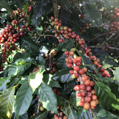 Cà Phê Nguyên Chất Baka - Moka (Bì 500g)