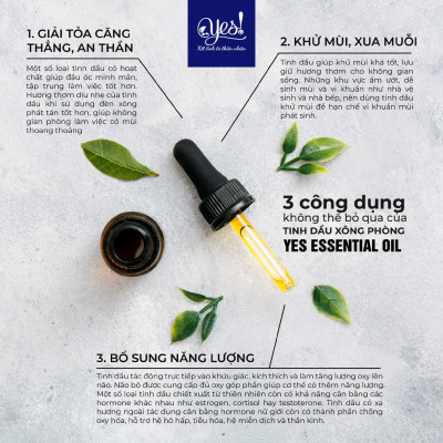 TINH DẦU BẠCH ĐÀN CHANH YES! ( EUCALYPTUS CITRIODORA ESSENTIAL OIL )