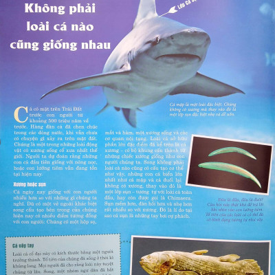 Thế Nào Và Tại Sao - Các Loài Cá - Thế Giới Diệu Kì Dưới Nước