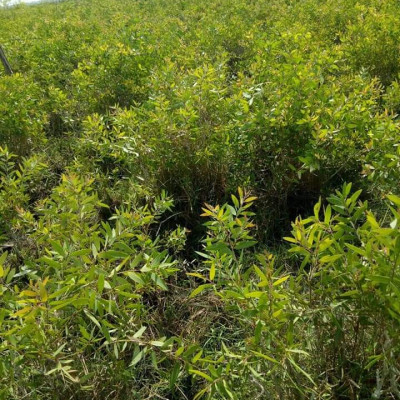 Tinh dầu Tràm gió Organic hữu cơ 100ml Mộc Mây - tinh dầu thiên nhiên nguyên chất 100% - dùng xông tắm ngừa cảm lạnh, ngừa côn trùng cắn đốt cho Bé, Trẻ sơ sinh và Trẻ nhỏ | An toàn cho làn da nhạy cảm của Bé