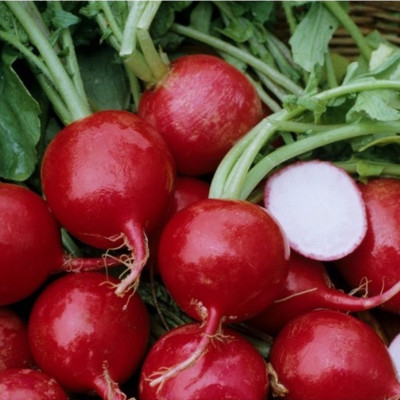 Hạt giống củ cải Đỏ tròn VTS65