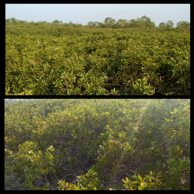 Tinh dầu Tràm gió Organic hữu cơ 100ml Mộc Mây - tinh dầu thiên nhiên nguyên chất 100% - dùng xông tắm ngừa cảm lạnh, ngừa côn trùng cắn đốt cho Bé, Trẻ sơ sinh và Trẻ nhỏ | An toàn cho làn da nhạy cảm của Bé