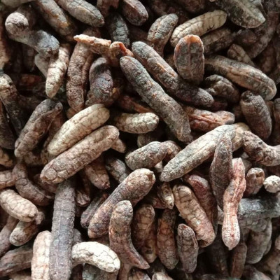 Đặc Sản Kon Tum - 1Kg Chuối Hột Rừng Hàng đẹp Giá Rẻ chuyên Ngâm Chum  OCOP 3 Sao