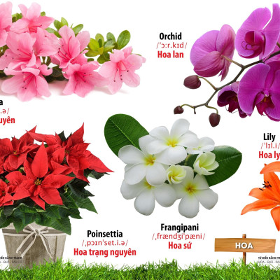 Từ Điển Bằng Tranh - Hoa, Quả, Rau Củ