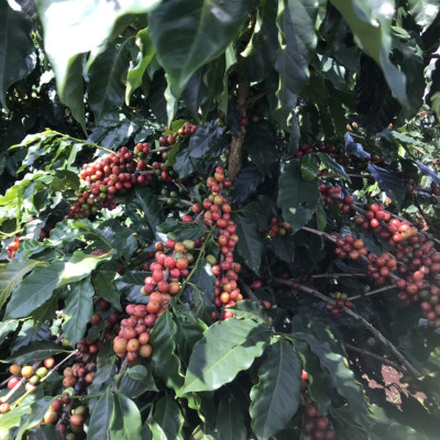 Cà Phê Nguyên Chất Baka - Moka (Bì 500g)