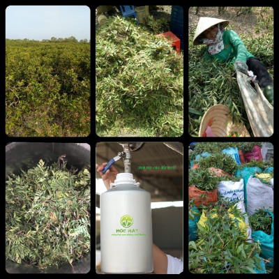 Tinh dầu Tràm Organic hữu cơ 50ml Mộc Mây - tinh dầu thiên nhiên nguyên chất 100% - dùng xông tắm ngừa cảm lạnh, giảm côn trùng cắn đốt cho Bé, Trẻ sơ sinh và Trẻ nhỏ | An toàn cho làn da nhạy cảm của Bé