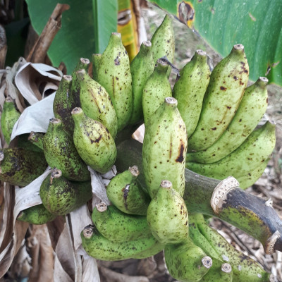 Đặc Sản Kon Tum - 1Kg Chuối Hột Rừng Hàng đẹp Giá Rẻ chuyên Ngâm Chum  OCOP 3 Sao