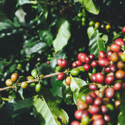 Cà phê bột truyền thống số 1 (500gr) Coffee Tree 100% nguyên chất gu đậm hương nhẹ