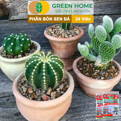 Phân Bón Sen Đá Greenhome, Gói 24 Viên, Kích Rễ, Lên Màu Chuẩn, Dùng Cho Cây Mọng Nước, Xương Rồng