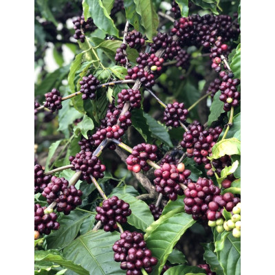 Cà Phê Nguyên Chất Baka Đặc Biệt