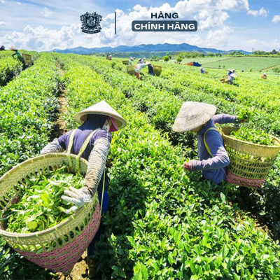 Hồng Cổ Trà Túi Lọc Mohodo Hoa Hồng Thượng Hạng - Hộp 30G