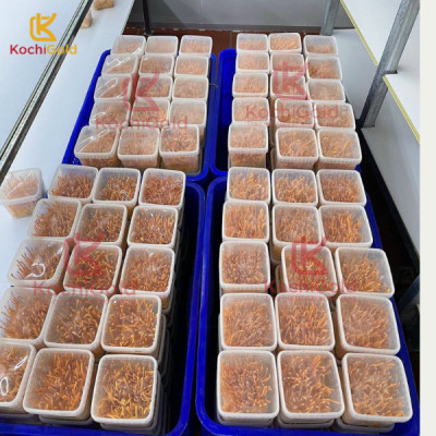 COMBO 2 Hộp Đông Trùng Hạ Thảo Sấy Thăng Hoa XUẤT KHẨU Thượng Hạng KOCHI [Hộp 20g]