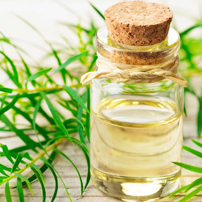 Tinh dầu Tràm Trà Úc (Tea Tree Oil) nguyên chất 100% từ thiên nhiên - KingOil