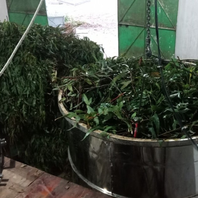 Tinh dầu Tràm gió Organic hữu cơ 100ml Mộc Mây - tinh dầu thiên nhiên nguyên chất 100% - dùng xông tắm ngừa cảm lạnh, ngừa côn trùng cắn đốt cho Bé, Trẻ sơ sinh và Trẻ nhỏ | An toàn cho làn da nhạy cảm của Bé