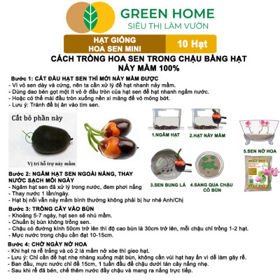 Hạt Giống Hoa Sen Mini GreenHome,  Gói 10 Hạt, Nhiều Màu, Dễ Trồng, Dễ Chăm, Nảy Mầm Tốt H01