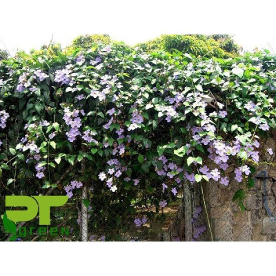 Cây Hoa Cát Đằng (dây leo) - cây cảnh vườn + tặng phân bón cho cây