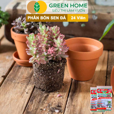 Phân Bón Sen Đá Greenhome, Gói 24 Viên, Kích Rễ, Lên Màu Chuẩn, Dùng Cho Cây Mọng Nước, Xương Rồng