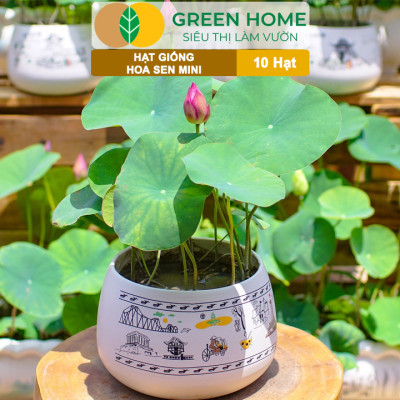 Hạt Giống Hoa Sen Mini GreenHome,  Gói 10 Hạt, Nhiều Màu, Dễ Trồng, Dễ Chăm, Nảy Mầm Tốt H01