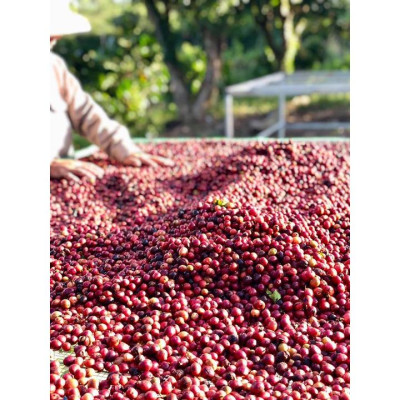 Azzan Special Blend (Robusta & Arabica) thuần chủng, lựa tay - Sản phẩm hộp cao cấp, quà tặng cho người thân