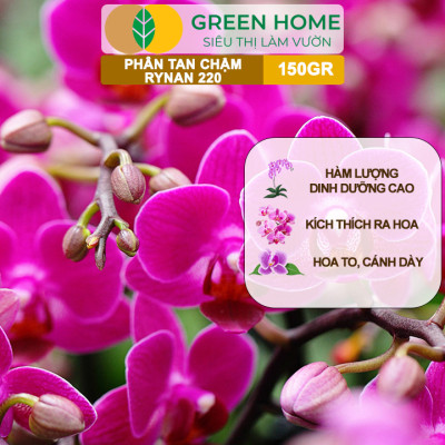 Phân Tan Chậm Greenhome, Rynan 220, Hũ 150gr, Dùng Cho Phong Lan Ra Hoa, Giúp Hoa Bền Màu, Cánh Dày, To, Thơm Lâu